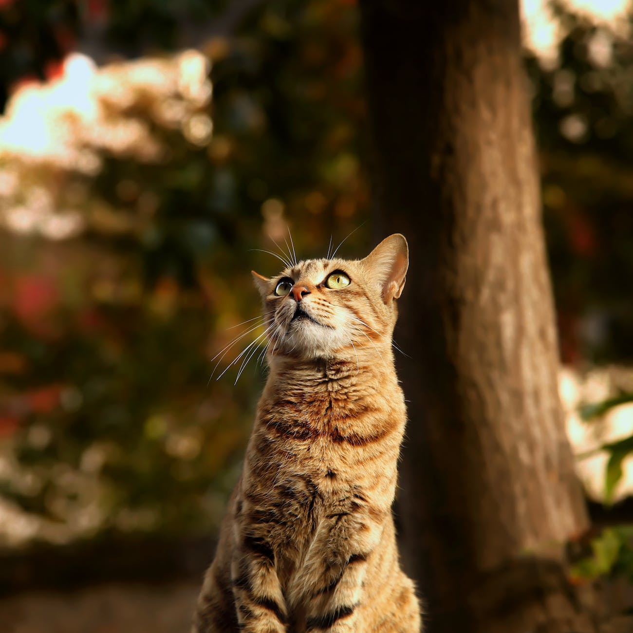 tabby cat looking up